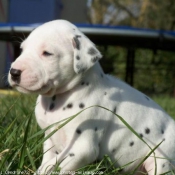 Photo de Dalmatien