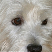 Photo de West highland white terrier