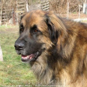 Photo de Leonberg