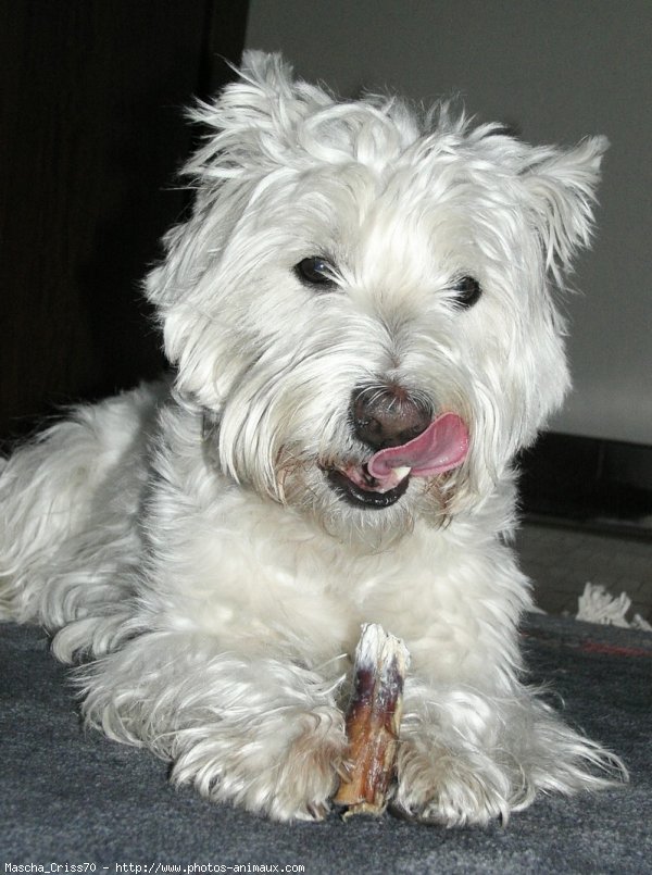 Photo de West highland white terrier