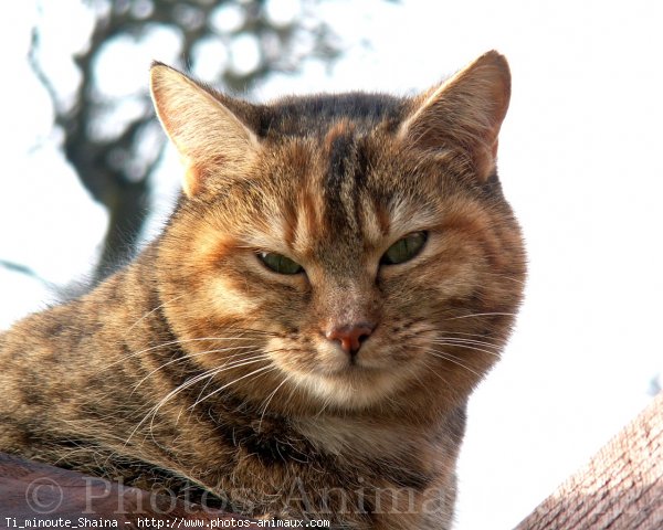 Photo de Chat domestique