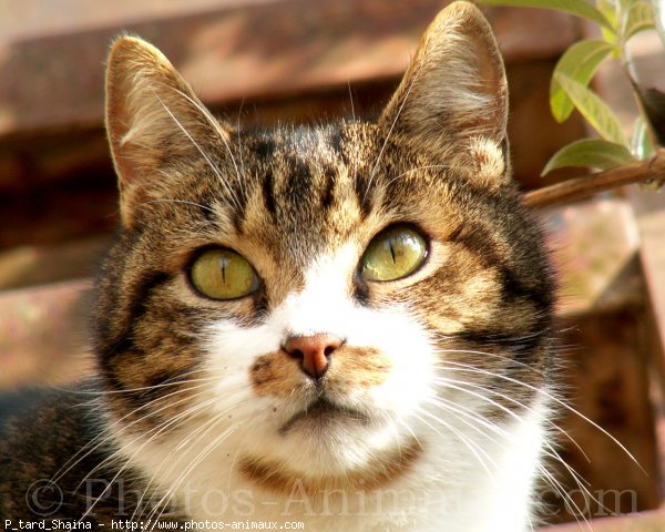 Photo de Chat domestique