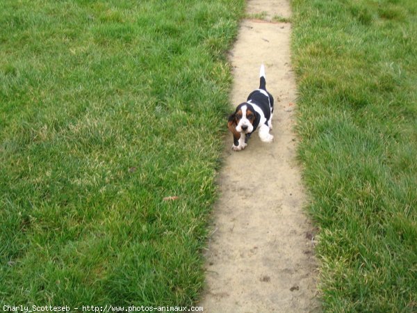 Photo de Basset hound