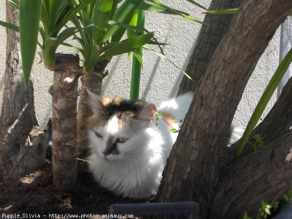 Photo de Chat domestique