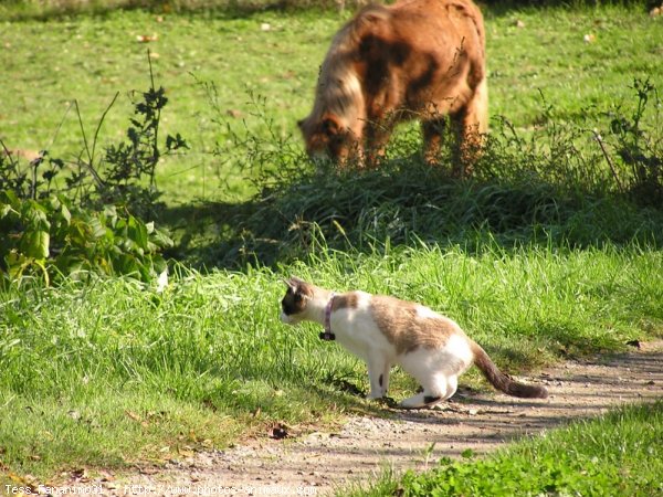 Photo de Chat domestique