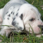 Photo de Dalmatien