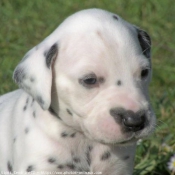 Photo de Dalmatien