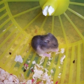 Photo de Hamster