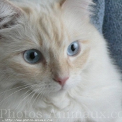 Photo de Ragdoll