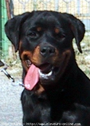 Photo de Rottweiler