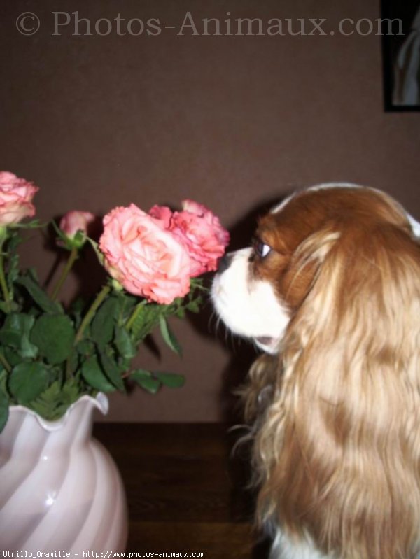 Photo de Cavalier king charles spaniel