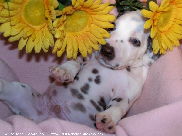 Photo de Dalmatien