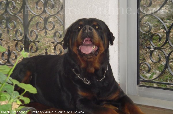 Photo de Rottweiler