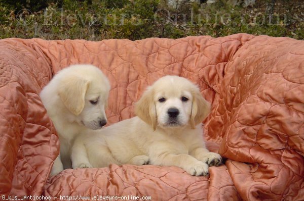 Photo de Golden retriever