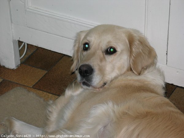 Photo de Golden retriever