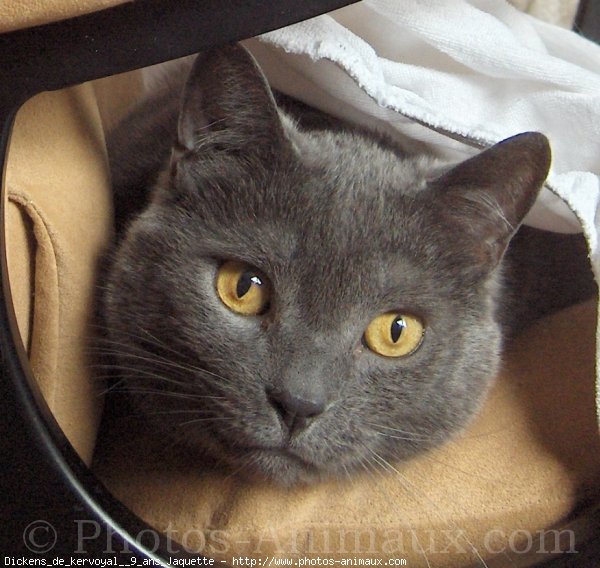 Photo de Chartreux