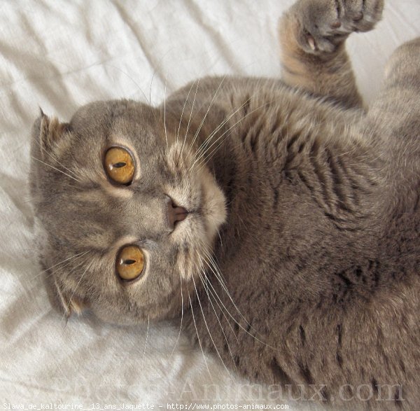 Photo de Scottish fold