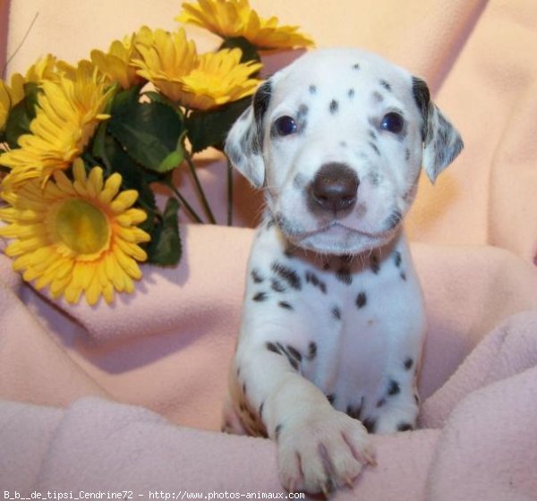 Photo de Dalmatien