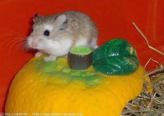 Photo de Hamster