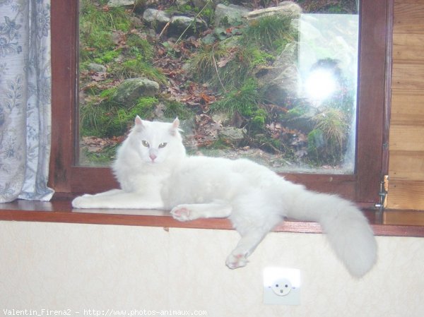 Photo d'American curl poil long