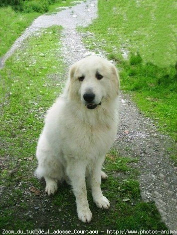 Photo de Chien de montagne des pyrnes