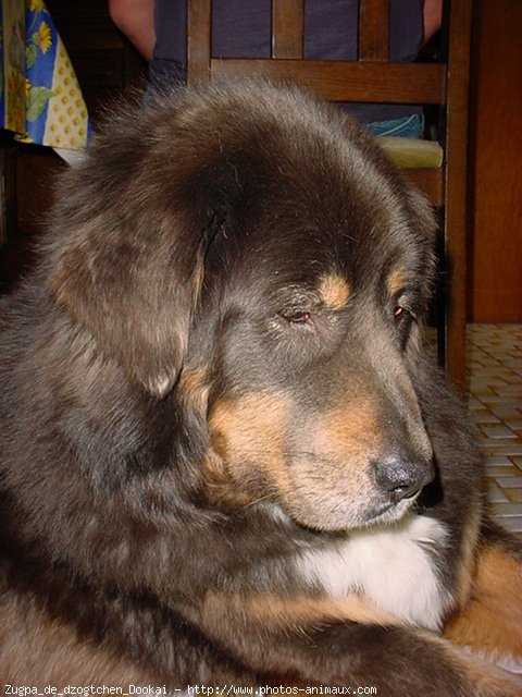 Photo de Dogue du tibet