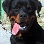 Photo de Rottweiler