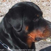 Photo de Rottweiler