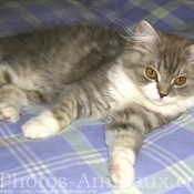 Photo de British longhair