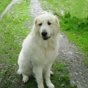 Photo de Chien de montagne des pyrnes