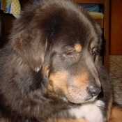 Photo de Dogue du tibet