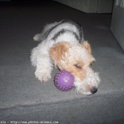 Photo de Fox terrier  poil dur