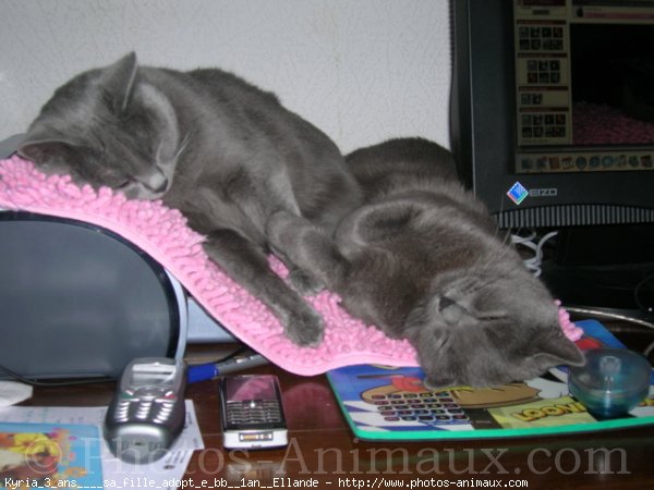 Photo de Chartreux