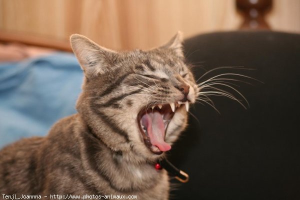 Photo de Chat domestique