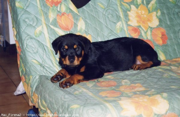 Photo de Rottweiler