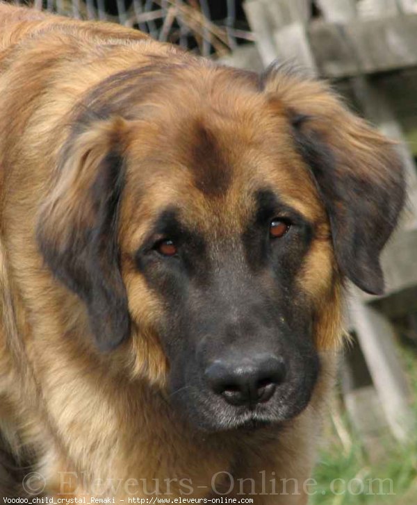 Photo de Leonberg