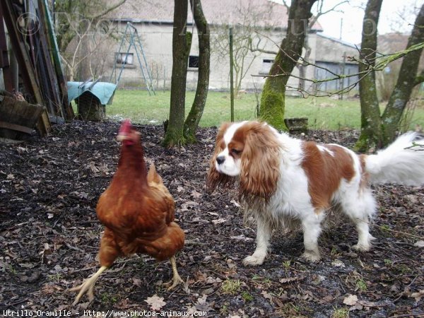 Photo de Cavalier king charles spaniel