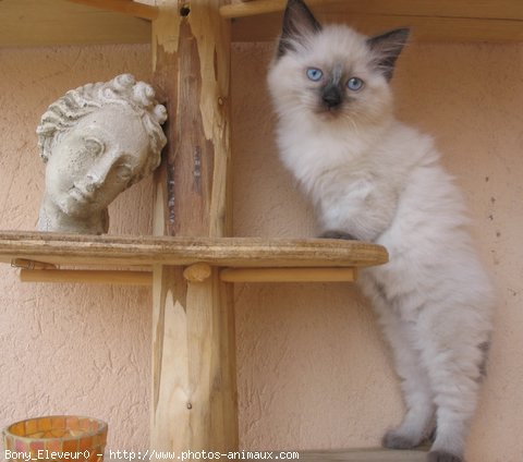 Photo de Ragdoll