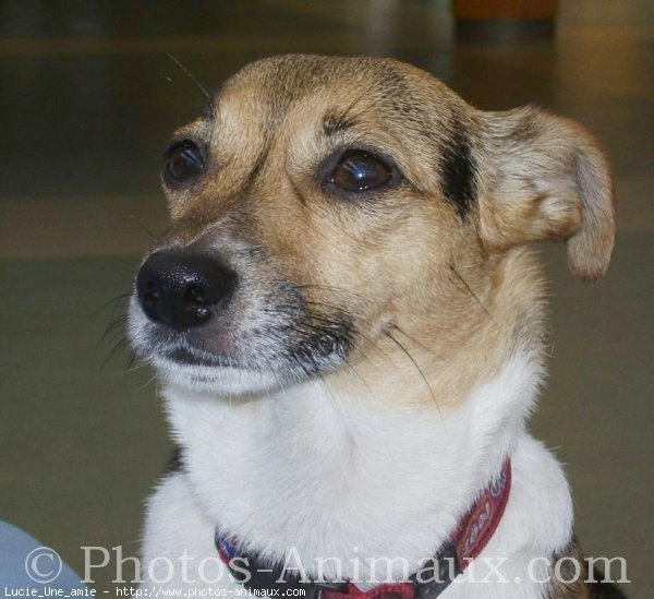 Photo de Jack russell terrier