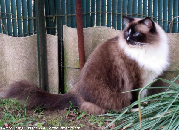 Photo de Ragdoll