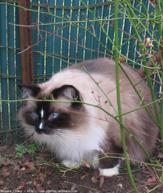 Photo de Ragdoll