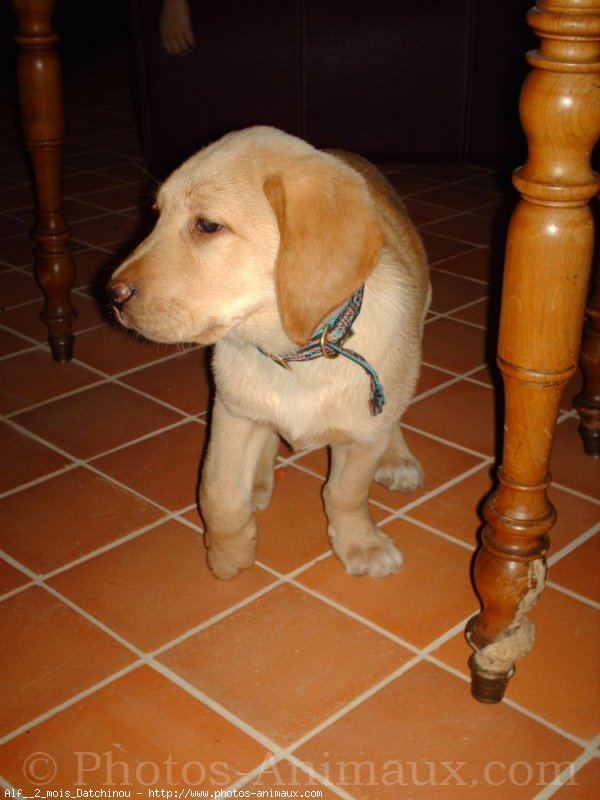 Photo de Labrador retriever