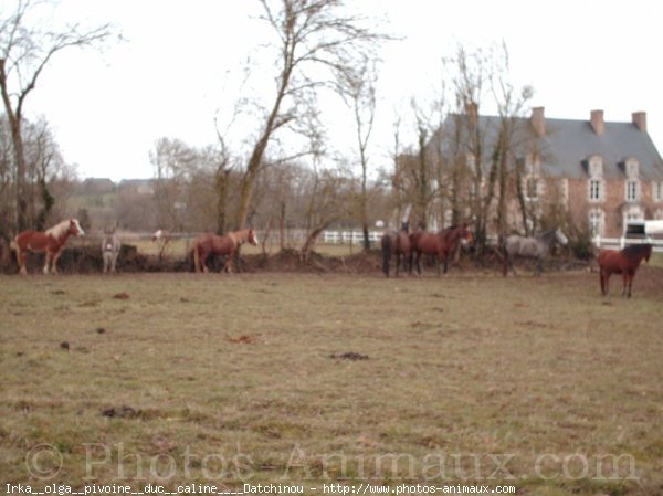 Photo de Races diffrentes