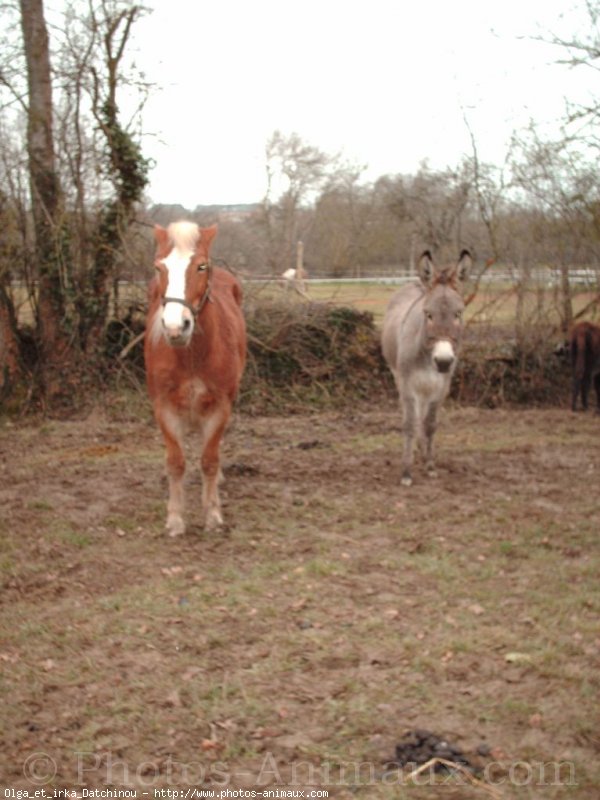 Photo de Races diffrentes