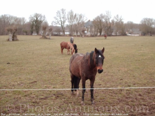 Photo de Races diffrentes