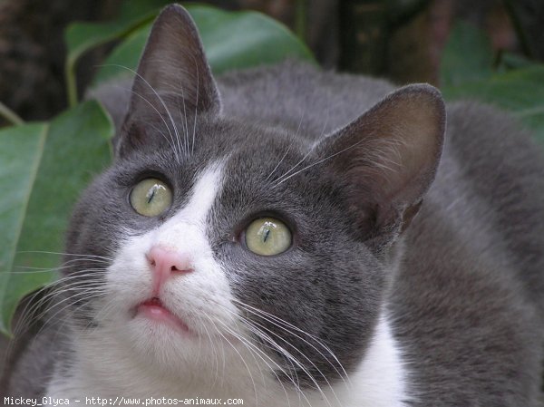 Photo de Chat domestique