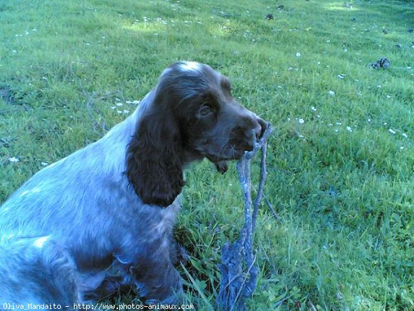 Photo de Cocker anglais