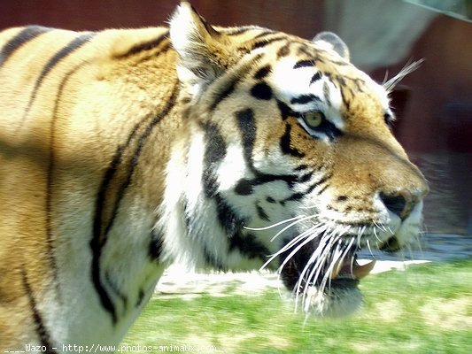 Photo de Tigre