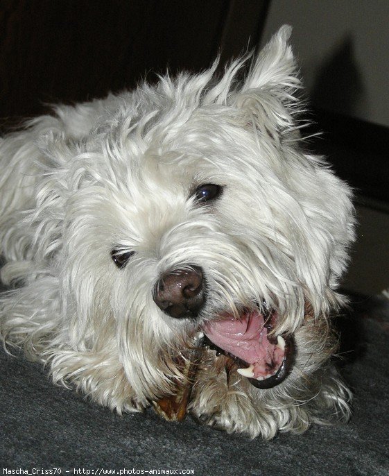 Photo de West highland white terrier