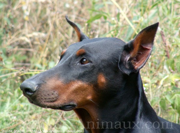 Photo de Dobermann